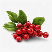 Wintergreen Oil