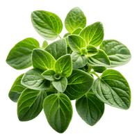 Oregano Oil