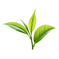 Green Tea Leaf